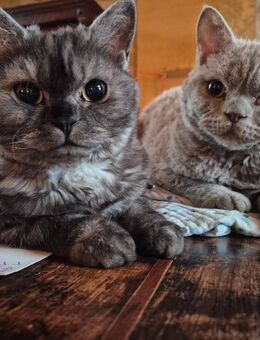 Selkirk Rex Mädchen Ash - Auerbach (Vogtland)