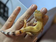 Leopardgecko Tangerine 1.0 - Rostock