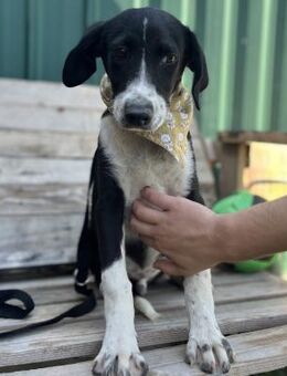 Elton lieber Junghund sucht Zuhause - Berlin