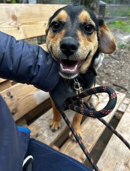 Freundliches kluges 🐕Mädchen TIPI ♥️ - München