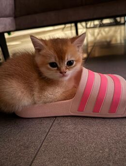 *ein Kitten noch verfügbar* BKH britisch Kurzhaar Kitten black golden shaded - Heilbronn