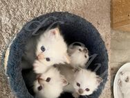 Wunderschöne Heilige Birma Kitten mit Stammbaum suchen ein schönes zu Hause. - Heeßen