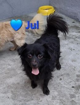 Jul - hat süße treue Augen - Höchst (Odenwald)