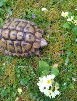 Griechisches Schildkrötenmännchen 57 Jahre alt - Freiburg (Breisgau)