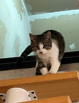 Samtpfote sucht ein zu Hause Katze 5 Monate Kitten Kätzchen - Sögel