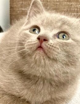 BkH Kitten Lilac Junge reinrassig - Bremen