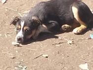 Ruby 2 - Die sanfte Kuschelprinzessin - Rambin