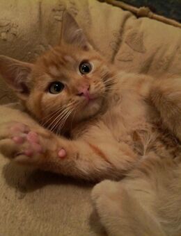 Kitten Mix EKH Schildpatt und roter Kater - Wendelstein