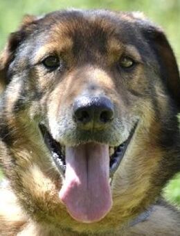 Manthos - liebenswerte graue Schnauze - Mettmann