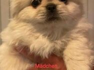 Pekinese Welpen - Neustadt (Weinstraße)