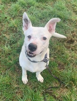 Herzenshund mit Handicap sucht Sie! - Berlin