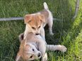 Akita Inu Welpen in 32602