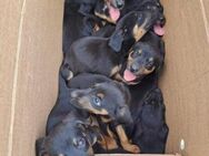 9 Hundebabies im Karton ausgesetzt - Mettmann