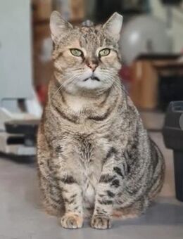 Mimiki Puschelchen sucht Kuschelchen - Unterföhring