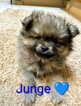 Pomeranian Zwergspitz Welpen Rüde - Schriesheim Zentrum