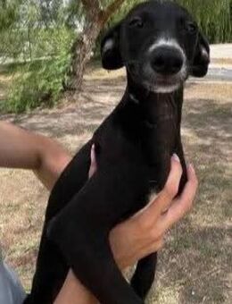Takeo sucht eine aktive Familie - Donaueschingen