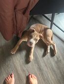 American bulldog in 16247