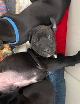 Rhodesian Ridgeback-Labrador Welpen zu verkaufen - Gräfenhainichen