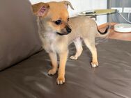 Reinrassige Chihuahua Welpen - Buseck