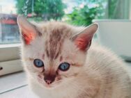 Snow Seal Lynx Bengal Kitten Reinrassig - Werther (Westfalen)