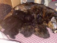 Schildpatt Katzen Babys Main coon mix Ulm - Ulm