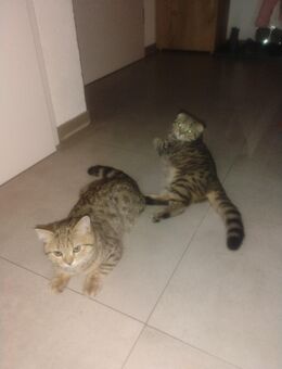 BKH Kitten - Lahr (Schwarzwald)