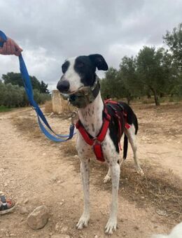 Miguel, Galgo, lieb und freundlich - Grimburg