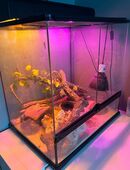 Terrarium mit 2 Leopardengeckos in 13089