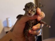 Wundervolle Katzenbabys haben soeben die Welt erblickt (04.07.) - Püttlingen
