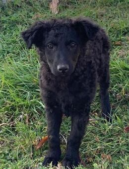 Lea - kroatischer Schäferhund Mischling - Hausen (Würzburg)