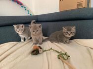 3 Reinrassige Süßen BKH Kitten - Werlte
