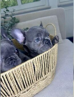 Französische Bulldoggen Welpen mit Papieren, liebevoll aufgezogen - Krefeld Zentrum