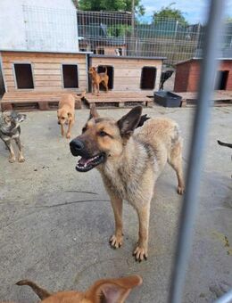 Asko - Schäferhundmix mit viel Potenzial - Löwenberger Land