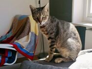 Spencer, fröhlicher Kater,10M in*69469* - Vaterstetten