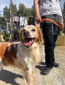 Marcello lebt einsam und isoliert - Herxheim (Landau)