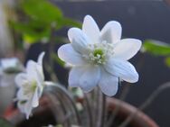 10 Samen vom Leberblümchen WEIß Hepatica acutiloba - Singen (Hohentwiel)