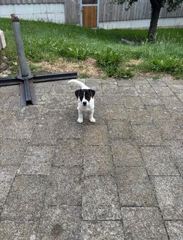 Jack Russel Welpen aus Familienzucht - Wilhelmsdorf (Baden-Württemberg)