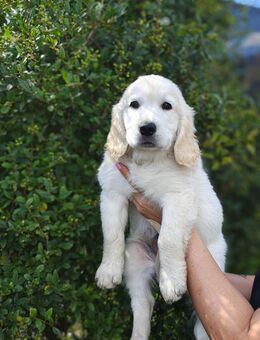 Golden Retriever Welpen - Kaiserslautern