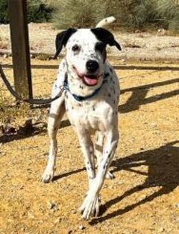 Bella- Zuckerschnute sucht Familie - Freudenstadt