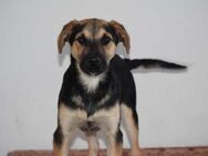 Roky auf der Suche nach Geborgenheit - Rostock