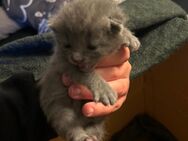 Baby Katzen zu Verkaufen 230€ - Büdelsdorf