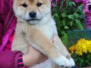 Shiba Inu Babys suchen liebevolles, konsequentes zu Hause ❤️ - Hainichen (Sachsen)