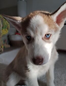 2 von 5 reinrassige Siberian Huskywelpen - Wusterhausen (Dosse)