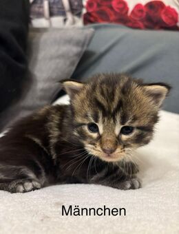 3 XXL Maine Coon - Wartmannsroth