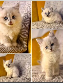 Flauschige Ragdoll/Heilige Birma Kitten suchen ein Zuhause - Ingolstadt
