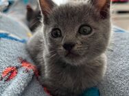 Russisch Blau Kitten, noch 2 sind frei - Aiterhofen