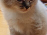 Ragdollkitten Kater sehr lieb - Mamming