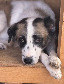 Rilana mit dem traurigen Blick 🐾 - Elsdorf (Nordrhein-Westfalen)