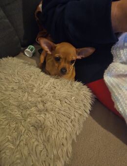 Chihuahua Pinscher Mix - Remscheid