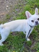 Französische Bulldogge in 52391